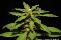 Lysimachia chenopodioides